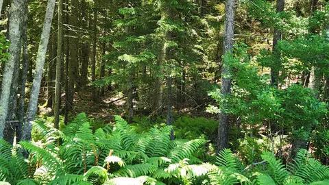 0 Sebasco Rd #0, Phippsburg, ME 04562 photo 12