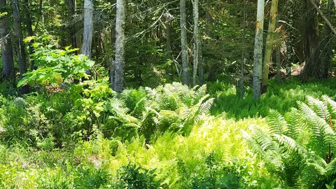0 Sebasco Rd #0, Phippsburg, ME 04562 photo 13