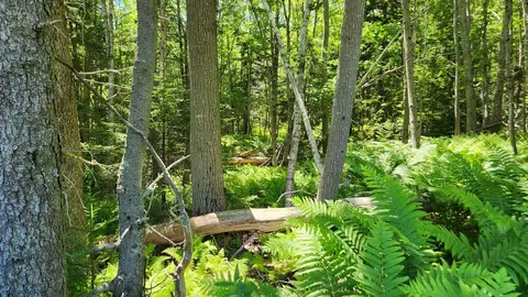 0 Sebasco Rd #0, Phippsburg, ME 04562 photo 8