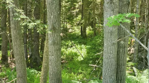0 Sebasco Rd #0, Phippsburg, ME 04562 photo 10