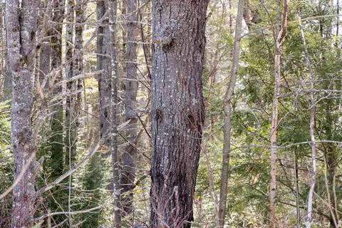 39 West Old Main Road, Lowell, ME 04493