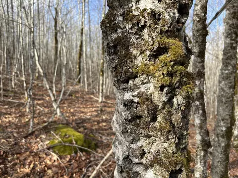 Map8lot6 Cmp, Prospect, ME 04981 photo 11