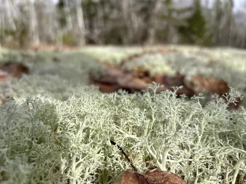 Map8lot6 Cmp, Prospect, ME 04981 photo 32