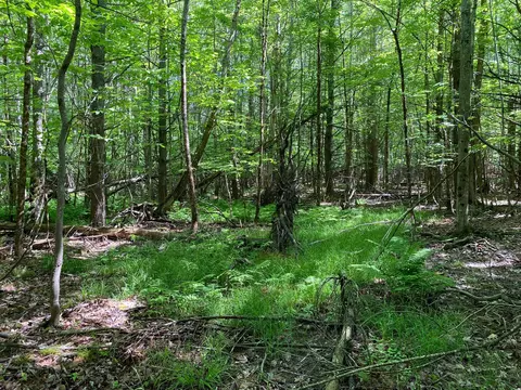 34- Acres Deering Dr, Gorham, ME 04038 photo 10