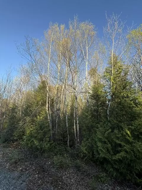 lot009 Off Of Reynolds Brook Rd, Whiting, ME 04691 photo 11