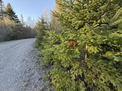 lot009 Off Of Reynolds Brook Rd, Whiting, ME 04691 photo 7