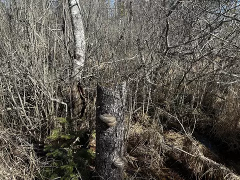 365 Cushing Rd, Cushing, ME 04563 photo 17