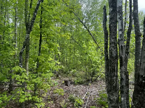 Off North Road, Mount Chase, ME 04765 photo 19