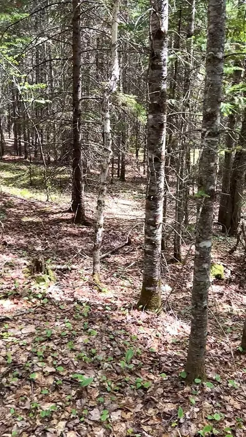 lot3 C Scott Rd, Eustis, ME 04936 photo 11
