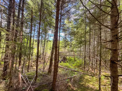 B Lookout Lane, Springfield, ME 04487 photo 21