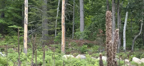 104 Smith Rd, Denmark, ME 04022 photo 9