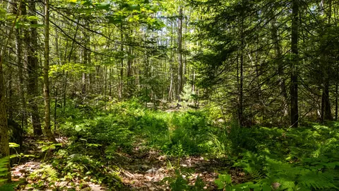 lot1 River Rd, Woolwich, ME 04579 photo 15
