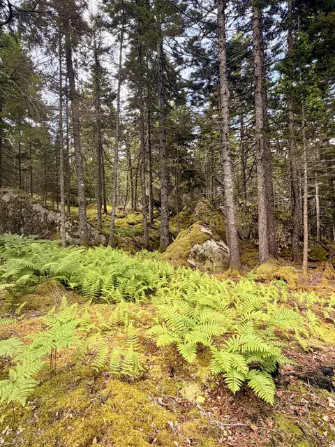 0 Young Rd, Vinalhaven, ME 04863 photo 5