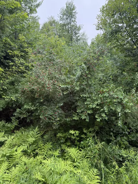 4 Kolm Ln, Sebec, ME 04481 photo 6