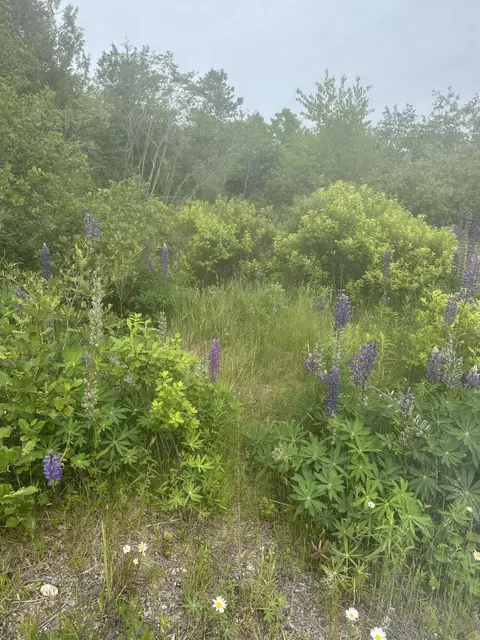 16 Smalls Point Rd, Machiasport, ME 04655