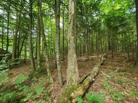 Map18lot27 Sandy Beach Road, Danforth, ME 04424 photo 15