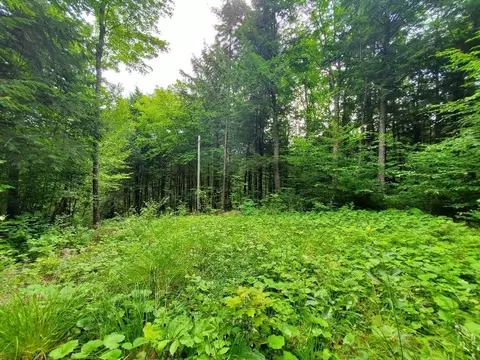 Map18lot27 Sandy Beach Road, Danforth, ME 04424 photo 2