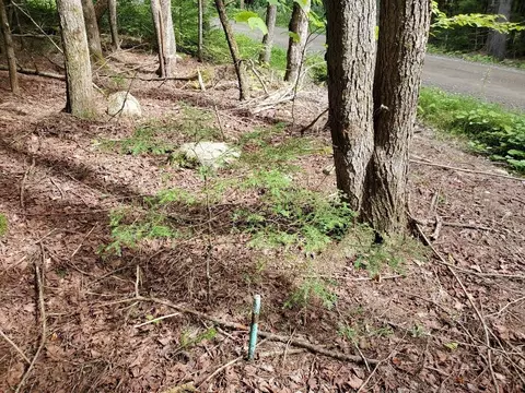 Map18lot27 Sandy Beach Road, Danforth, ME 04424 photo 4
