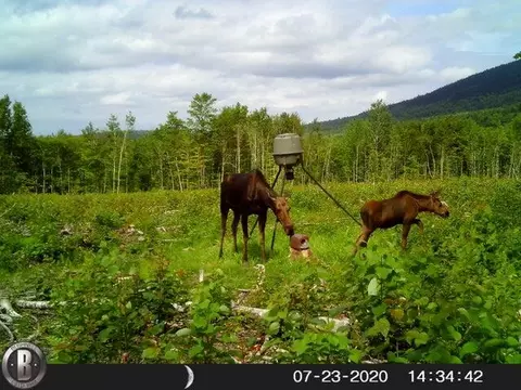 Other - 130 Schoolbus Rd, Mount Chase, ME 04765 photo 19 of 23