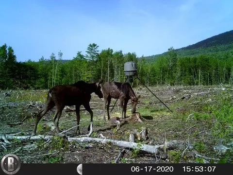 Other - 130 Schoolbus Rd, Mount Chase, ME 04765 photo 20 of 23