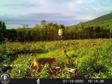 Other - 130 Schoolbus Rd, Mount Chase, ME 04765 photo 21 of 23