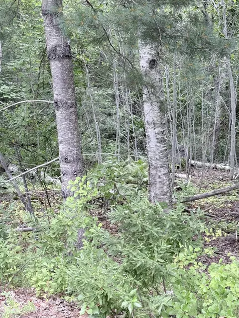 00 Walker Rd, Lamoine, ME 04605 photo 7