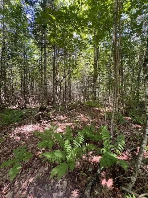 lot35 Woodland Ridge Rd, Danforth, ME 04424 photo 13