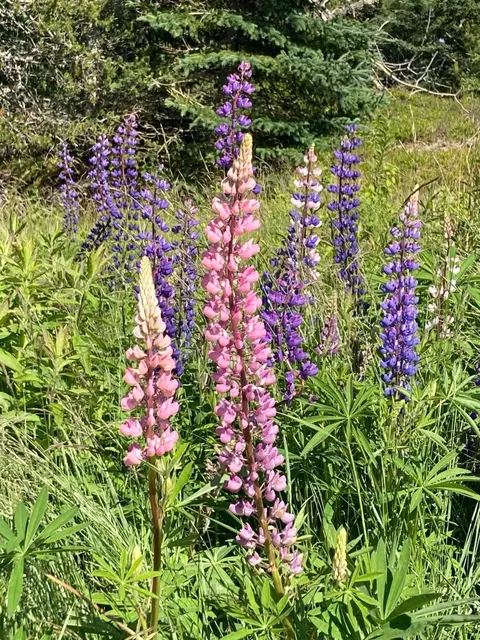 Other - 665 Corea Rd, Corea, ME 04624 photo 20 of 20