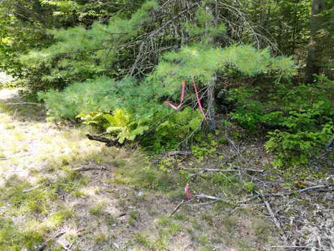 lot5 River Rd, Maxfield, ME 04453 photo 4
