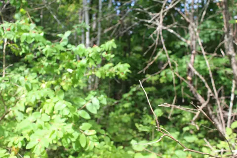 623 River Rd, Oakfield, ME 04763 photo 2