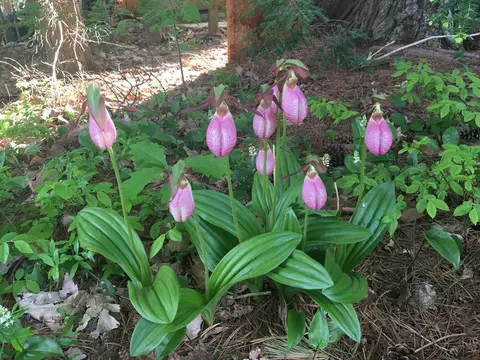 Other - 233 Smith Rd, Windham, ME 04062 photo 13 of 14