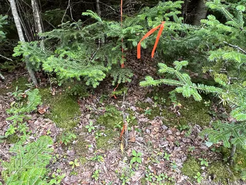 lot Apt 3 Pyne Cove Rd, Steuben, ME 04680 photo 11