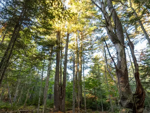 21317 1 Knox Rd, Bar Harbor, ME 04609