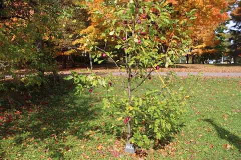 Other - 16 Pleasant St, Patten, ME 04765 photo 4 of 8
