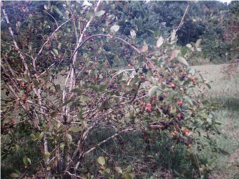 305 N 5th Ave, Magee, MS 39111 photo 11