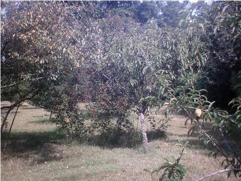 305 N 5th Ave, Magee, MS 39111 photo 10