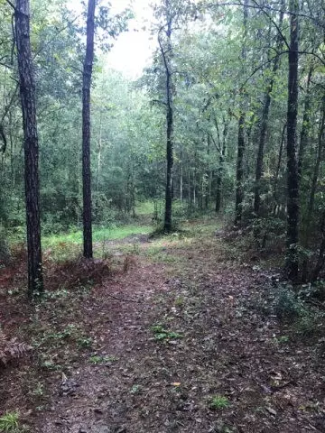 57 Hammond Rd, Jayess, MS 39641 photo 1