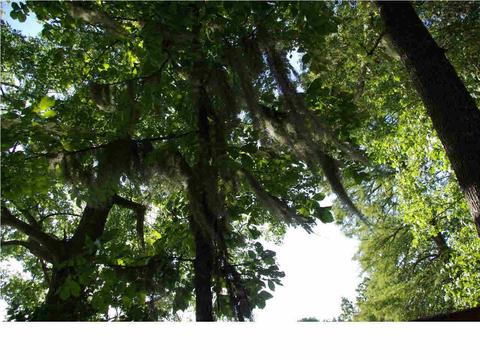 123 Moss Ln, Madison, MS 39110 photo 38