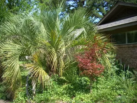151 Forest Ridge Dr, Brandon, MS 39042 photo 26