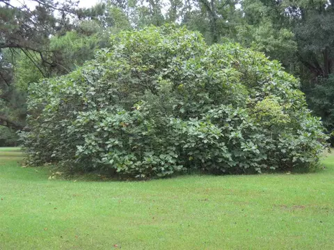 1155 Rockett Dr, Jackson, MS 39212 photo 36