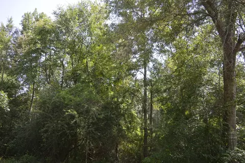 2067 Archie Boyd Rd, Jayess, MS 39641 photo 5