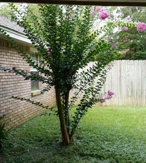 112 Pine Creek Cv, Terry, MS 39170 photo 14