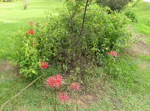 1358 N Old Canton Rd, Canton, MS 39046 photo 4