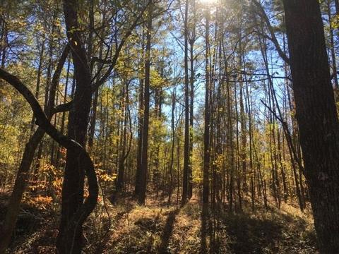 20655 Highway 27, Utica, MS 39175 photo 37