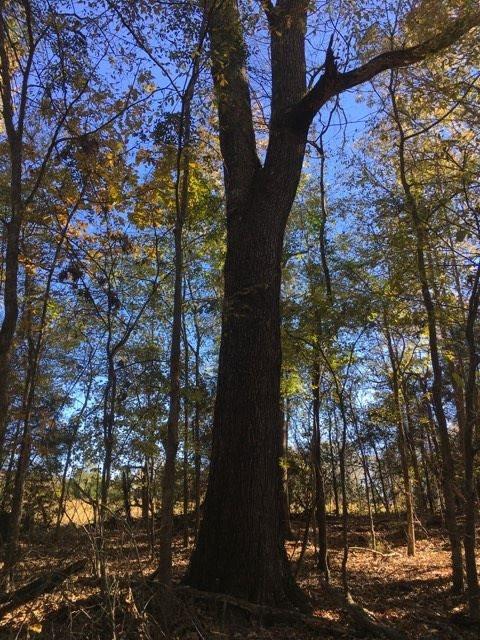 20655 Highway 27, Utica, MS 39175 photo 35