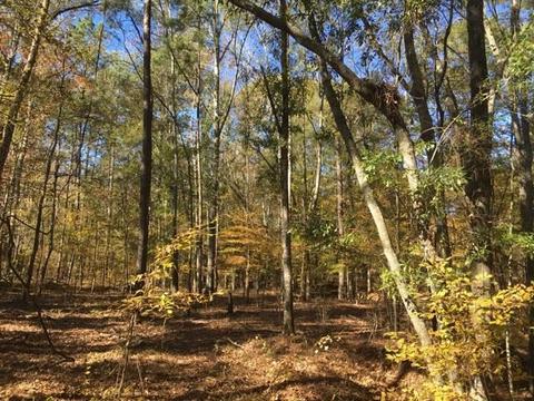 20655 Highway 27, Utica, MS 39175 photo 31