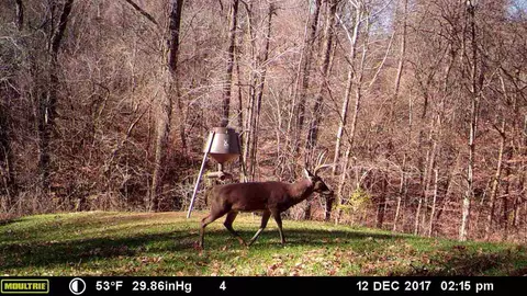 1187 Cox Ferry Rd, Bentonia, MS 39040 photo 34