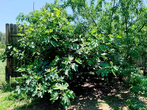 1007 Ernest Thompson Rd, Ruth, MS 39662 photo 5