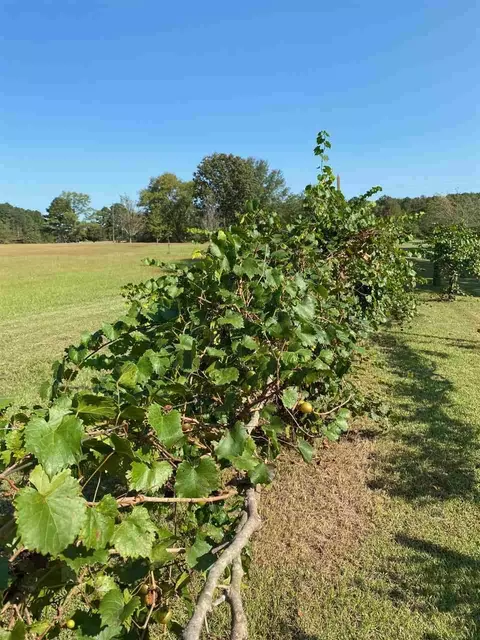 4096 County Line Rd, Carthage, MS 39051 photo 19
