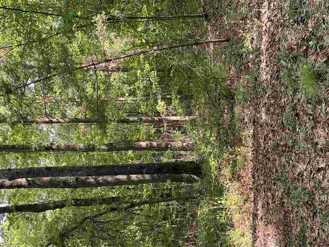 7695 Jackson - Raymond Rd, Raymond, MS 39154 photo 18